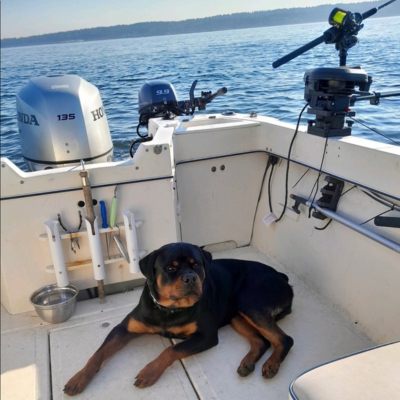 ❤️WHY YOU FOLLOW & SHARE 🐶❤️New listing Comments or chat♥️See 2nd Slide❤️ - Picture 4 of 17